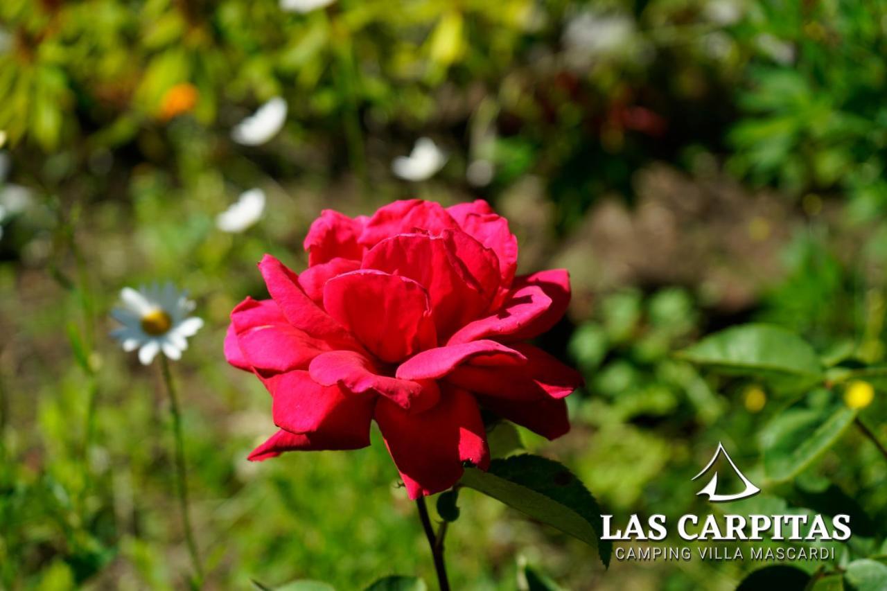 Las Carpitas Villa Mascardi Dış mekan fotoğraf
